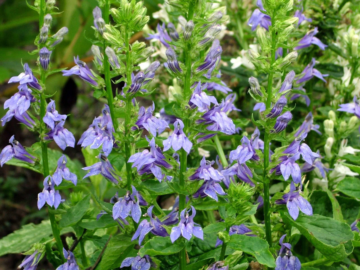 Lobelia siphilitica