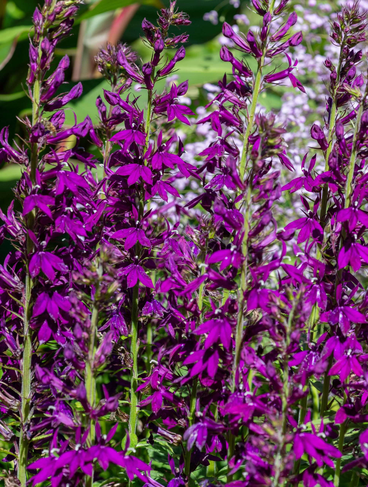 Lobelia vedrariensis