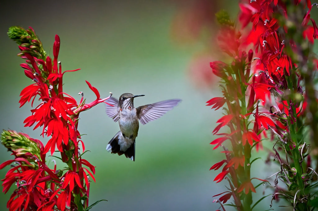 Lobelia cardinalis