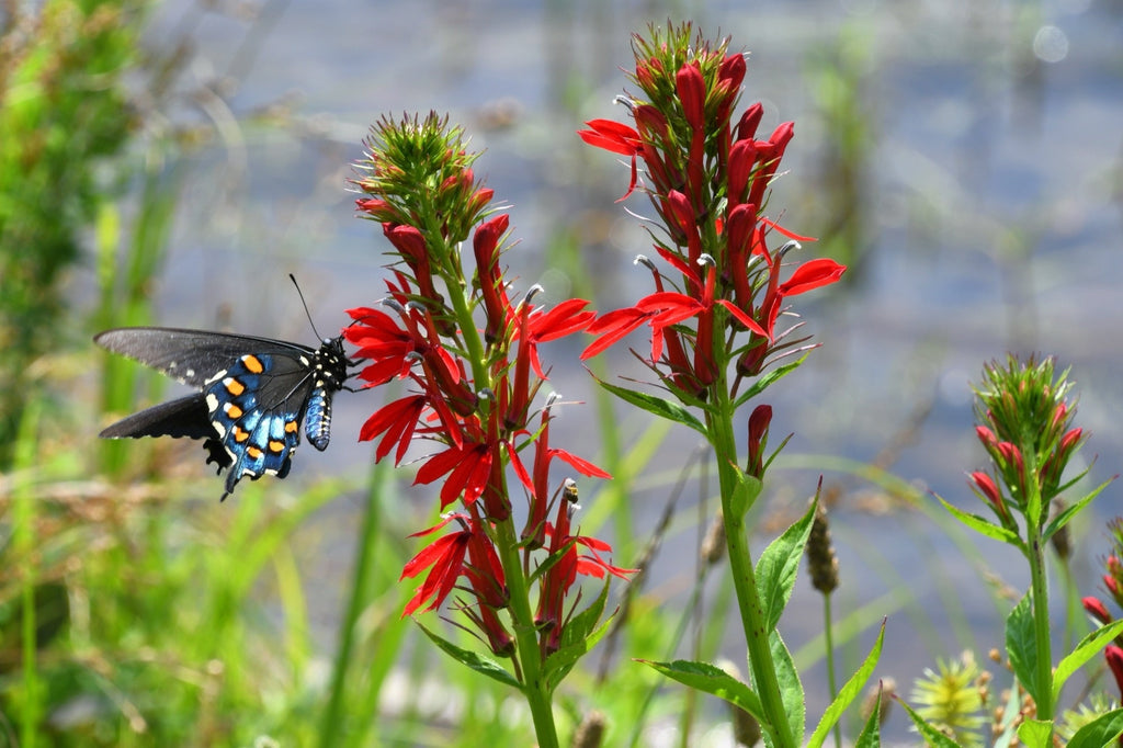 Lobelia cardinalis