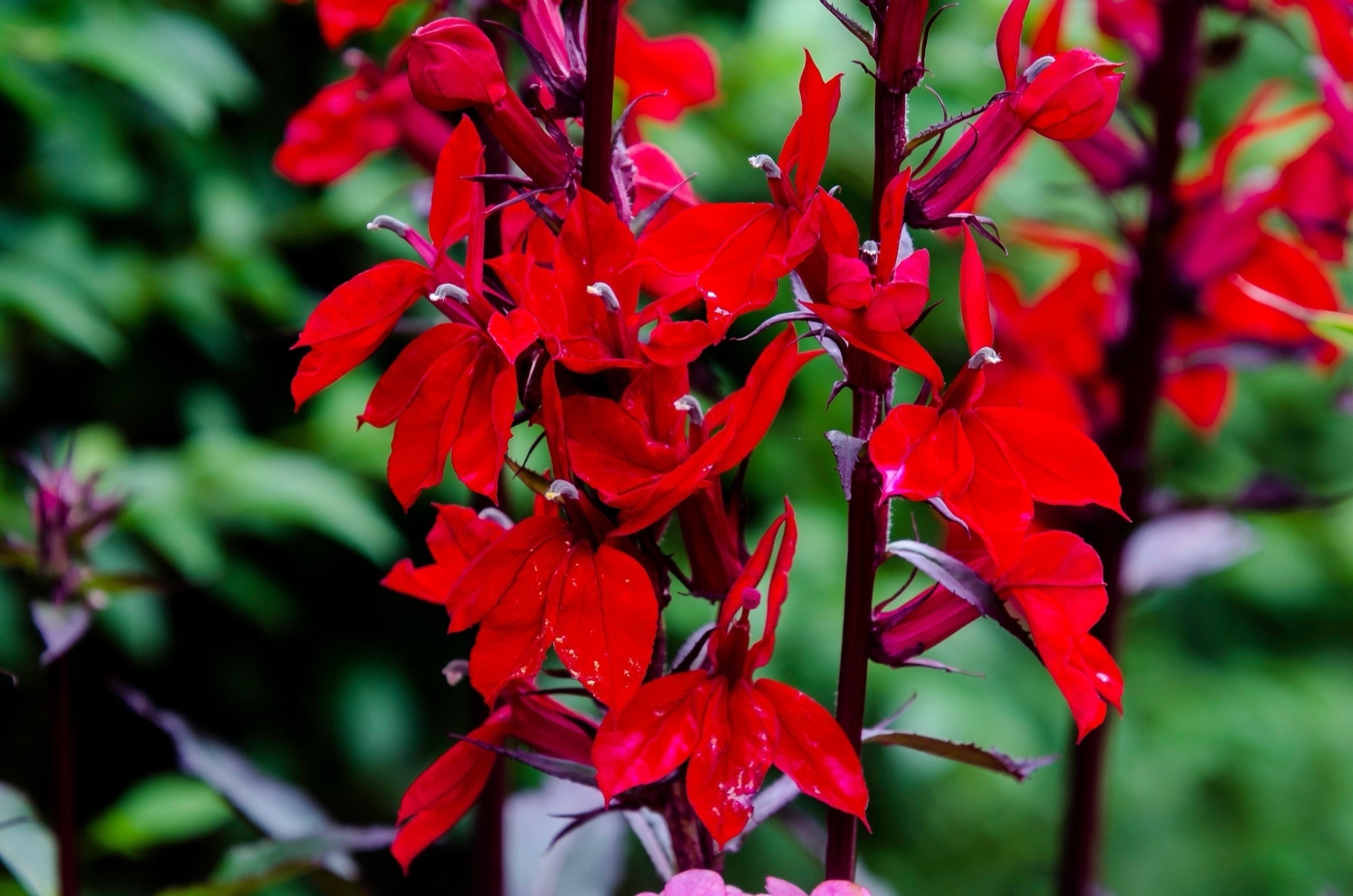 Lobelia cardinalis