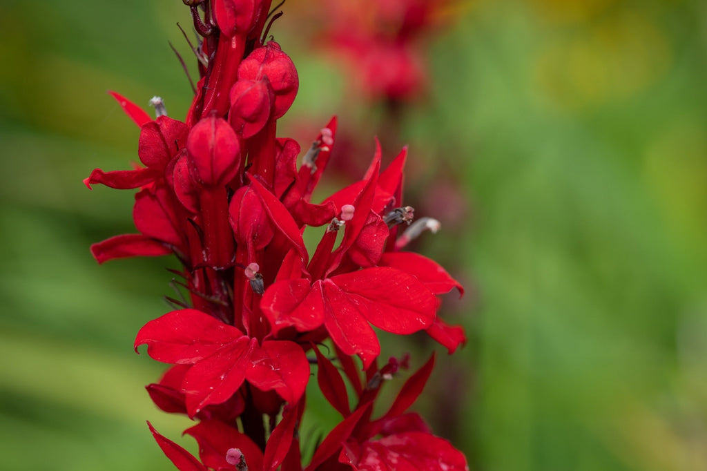 Lobelia cardinalis