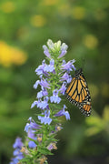 Lobelia siphilitica