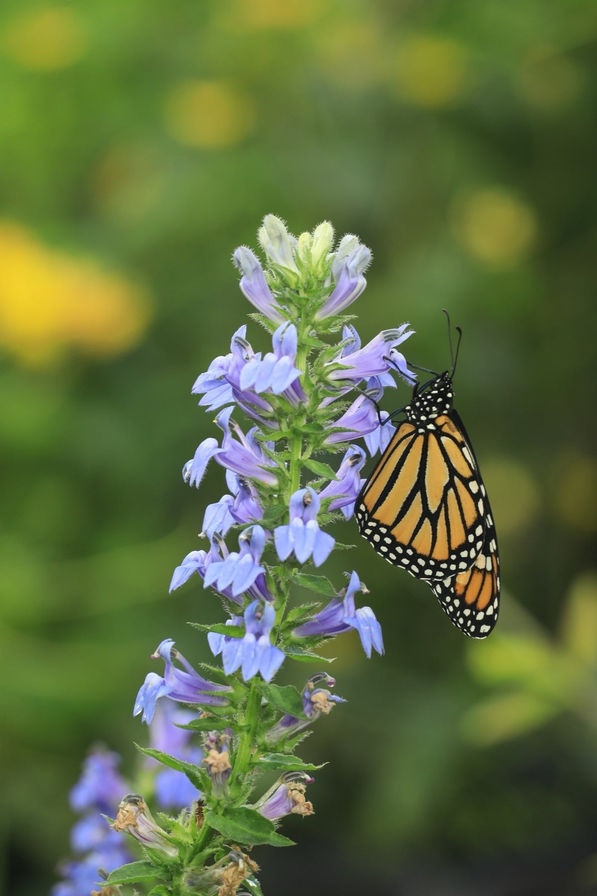 Lobelia siphilitica