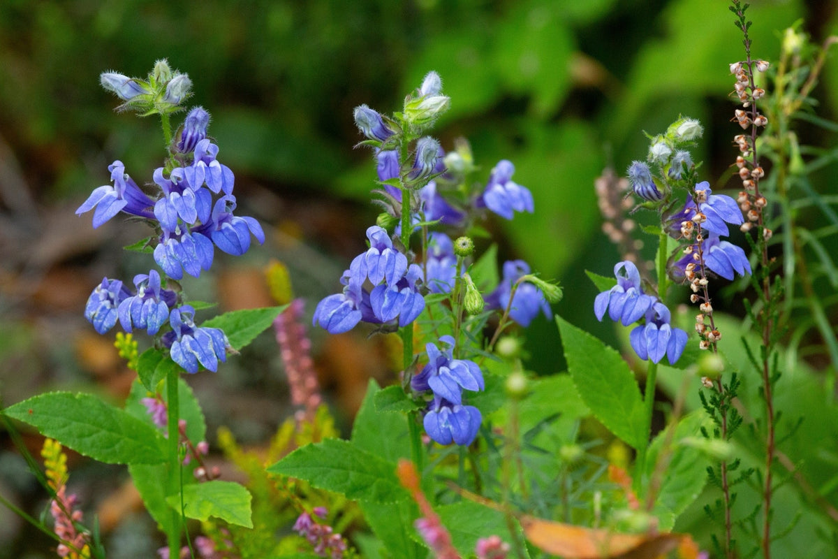 Lobelia siphilitica