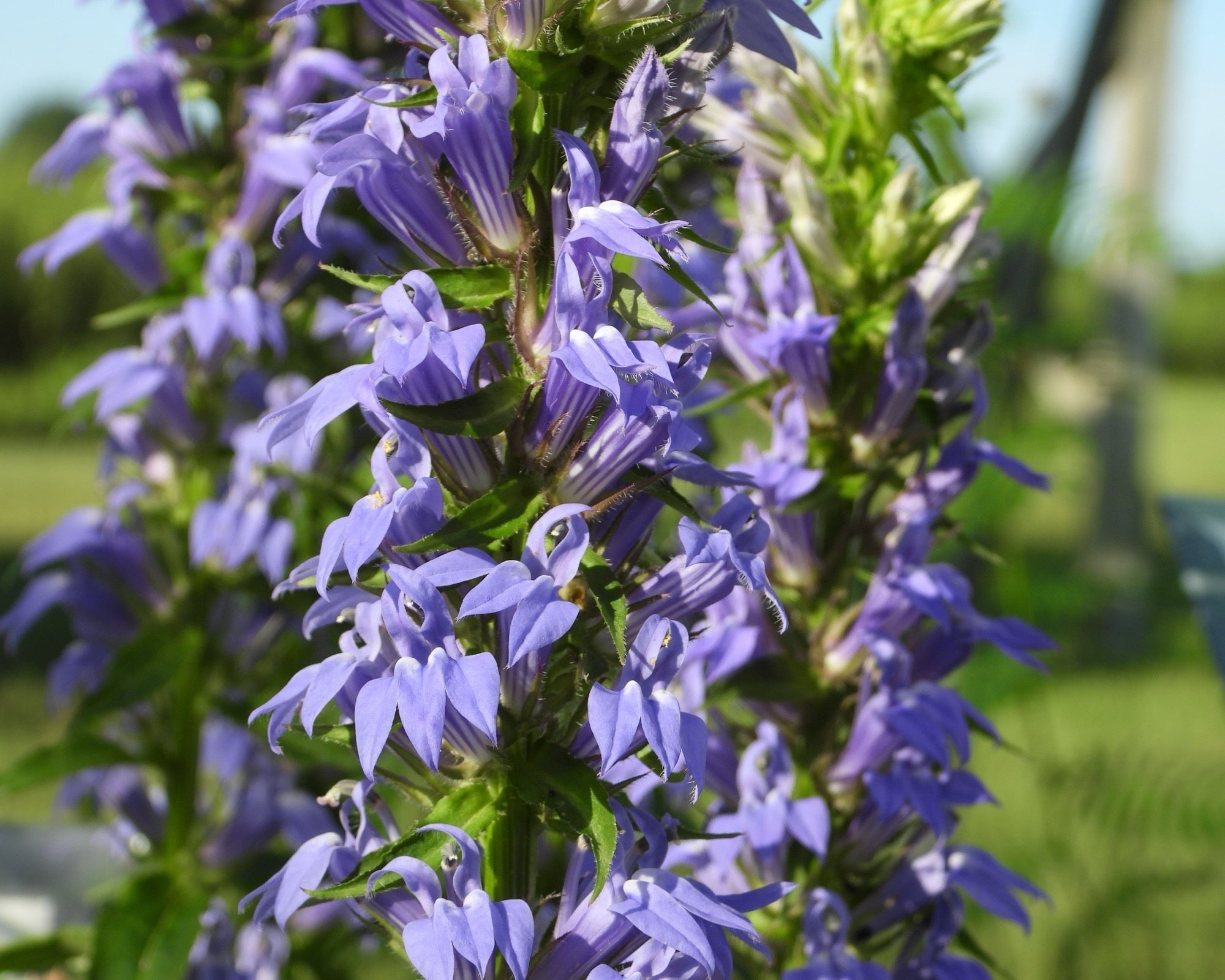 Lobelia siphilitica