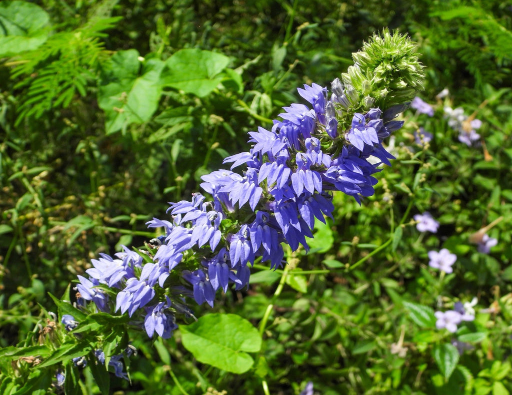 Lobelia siphilitica