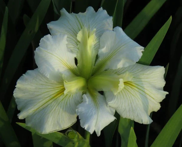 Iris louisiana 'Arabian Bayou'