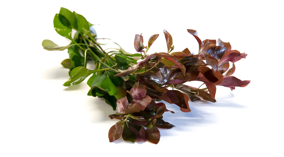 Ludwigia repens