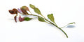 Ludwigia repens