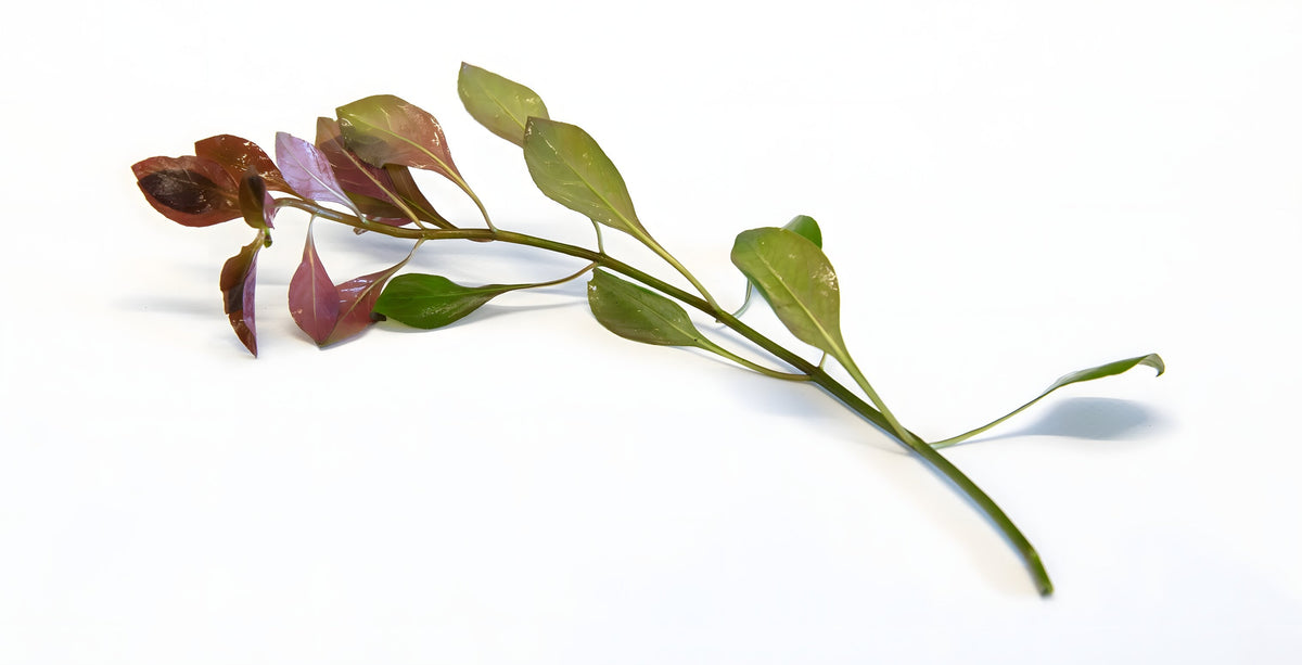 Ludwigia repens