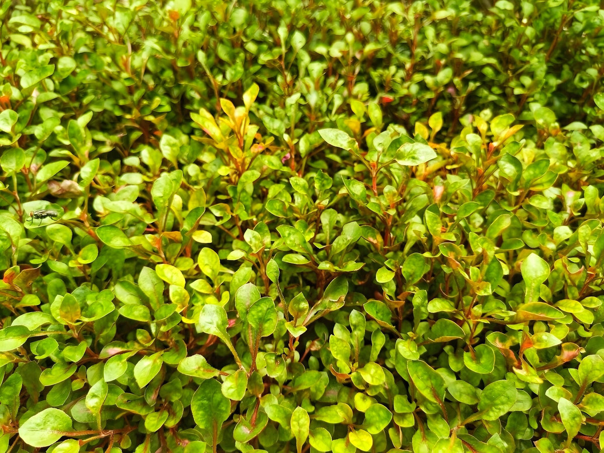 Ludwigia ovalis