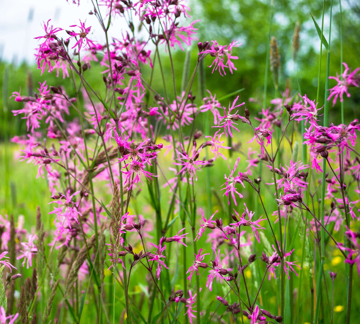 Lychnis flos-cuculi
