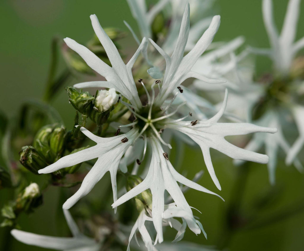 Lychnis flos-cuculi alba