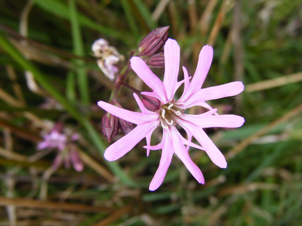 Lychnis flos-cuculi
