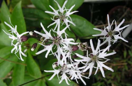 Lychnis flos-cuculi alba