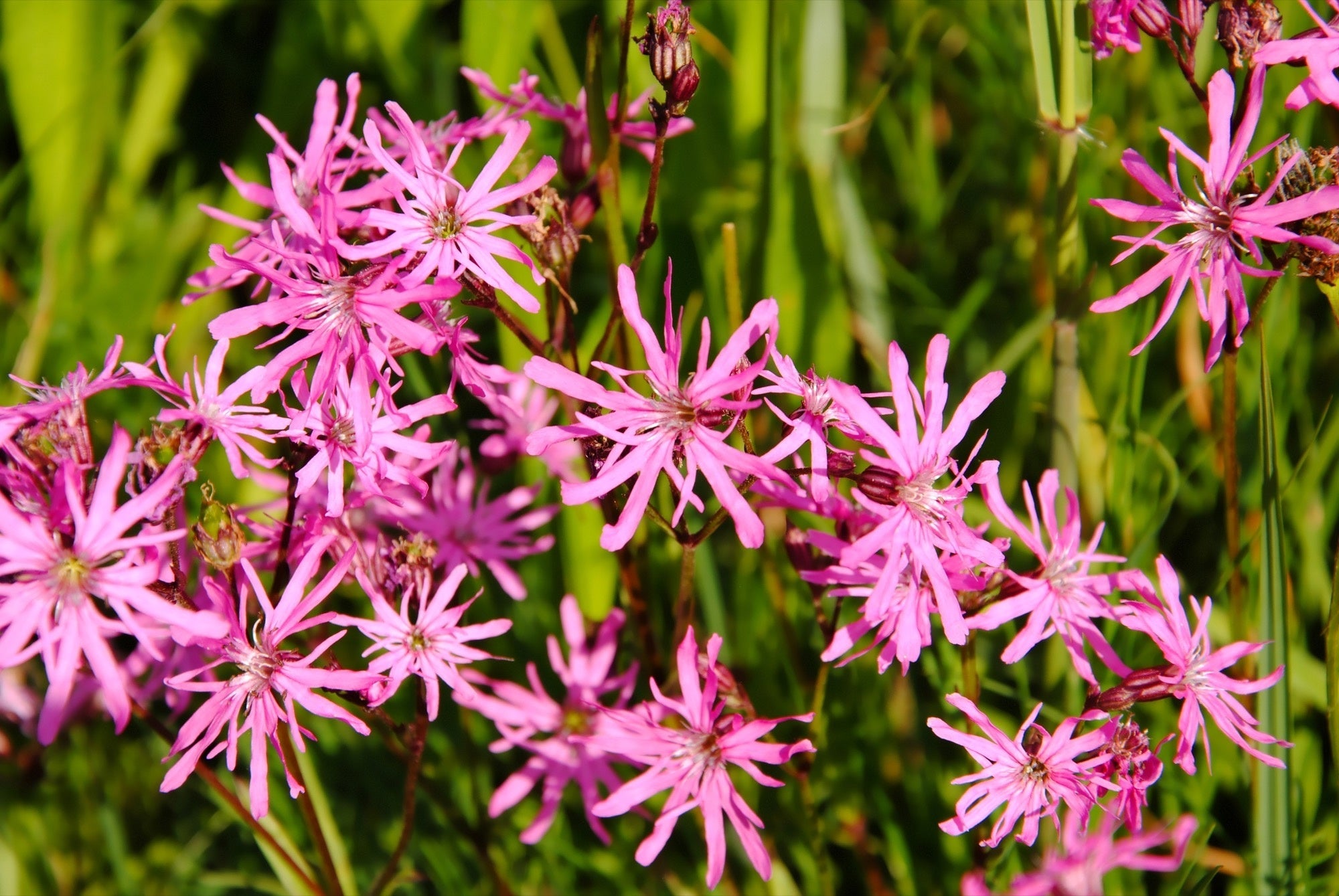 Lychnis flos-cuculi 'Nana'