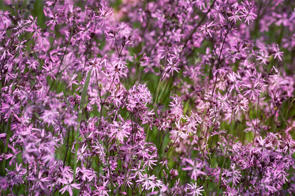 Lychnis flos-cuculi 'Nana'