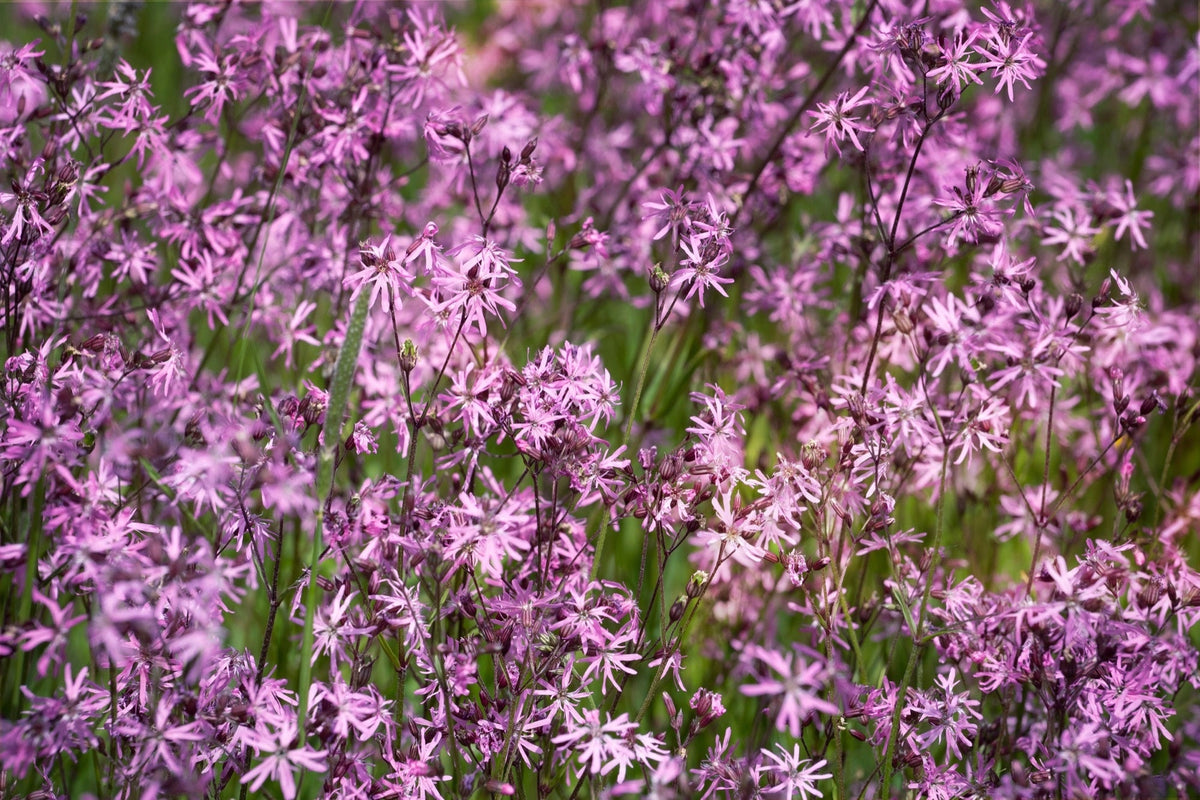 Lychnis flos-cuculi 'Nana'