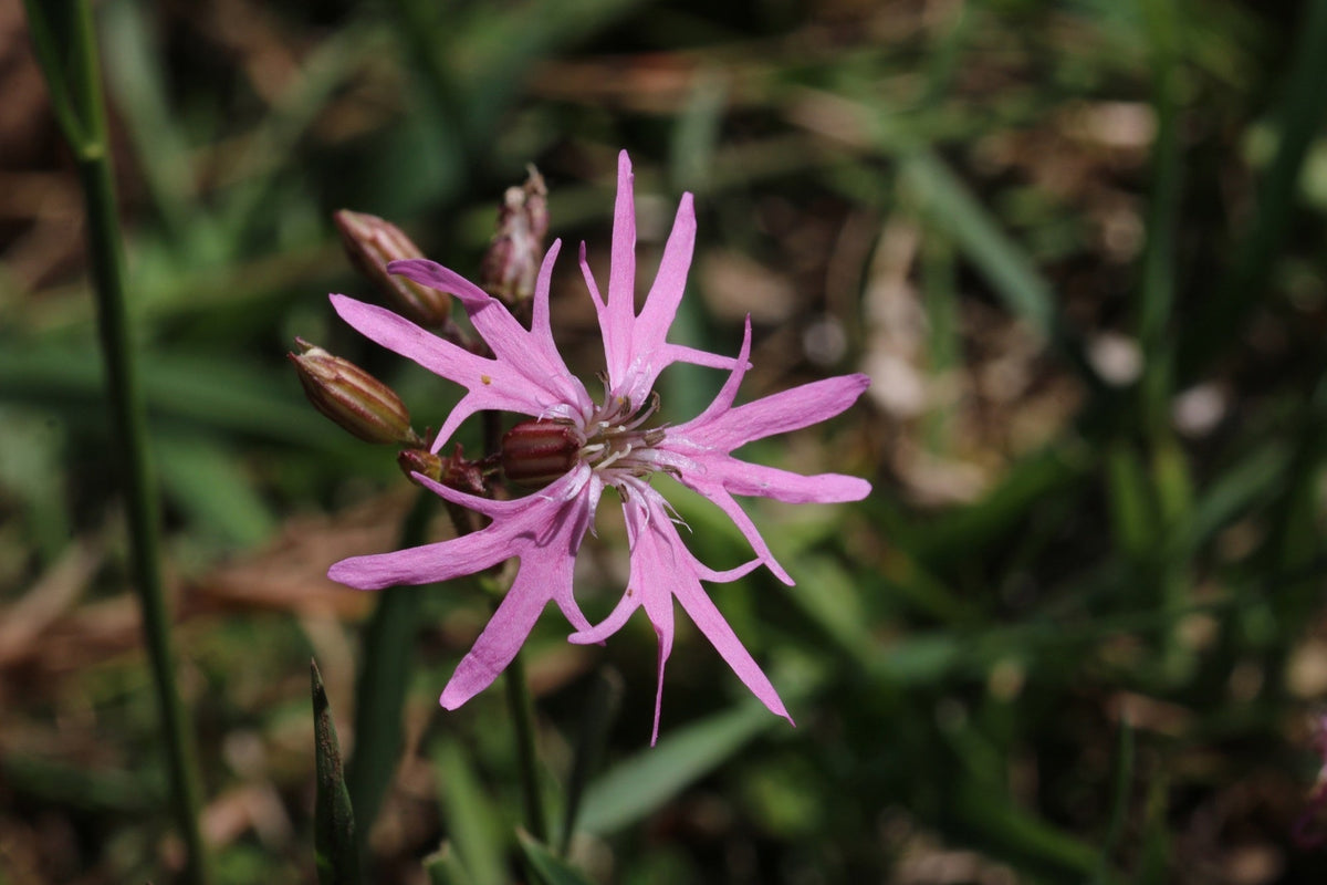 Lychnis flos-cuculi 'Nana'