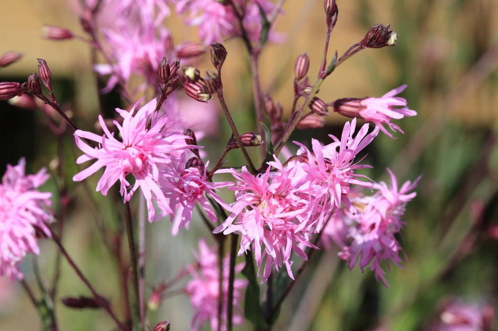 Lychnis flos-cuculi 'Nana'