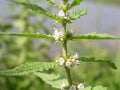 Lycopus europaeus