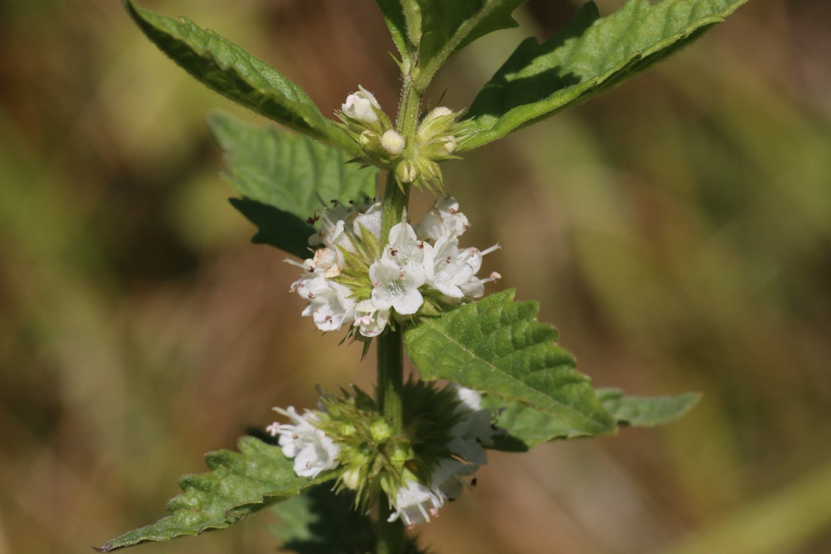 Lycopus europaeus