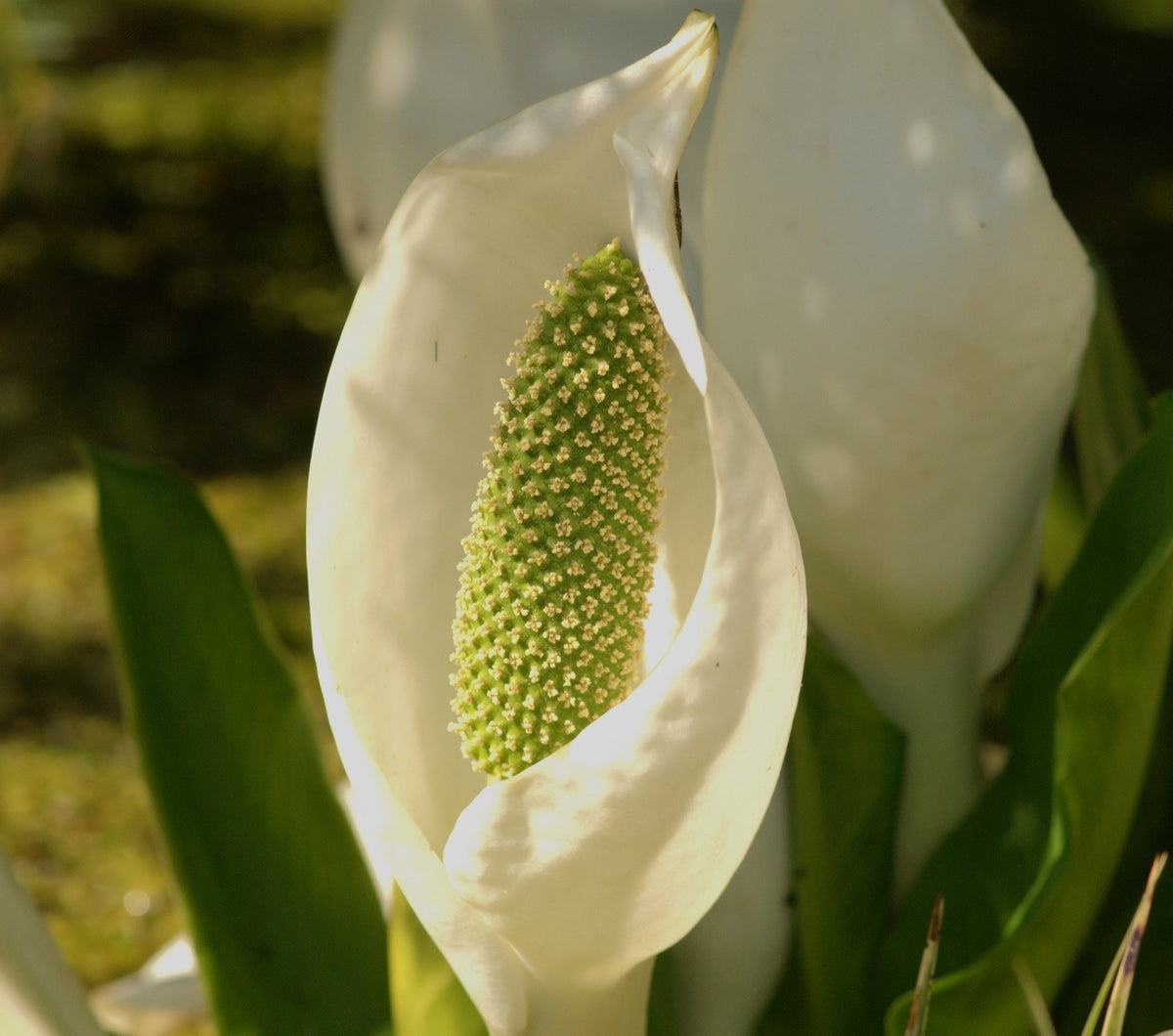 Lysichiton camtschatcensis