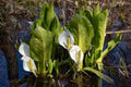 Lysichiton camtschatcensis