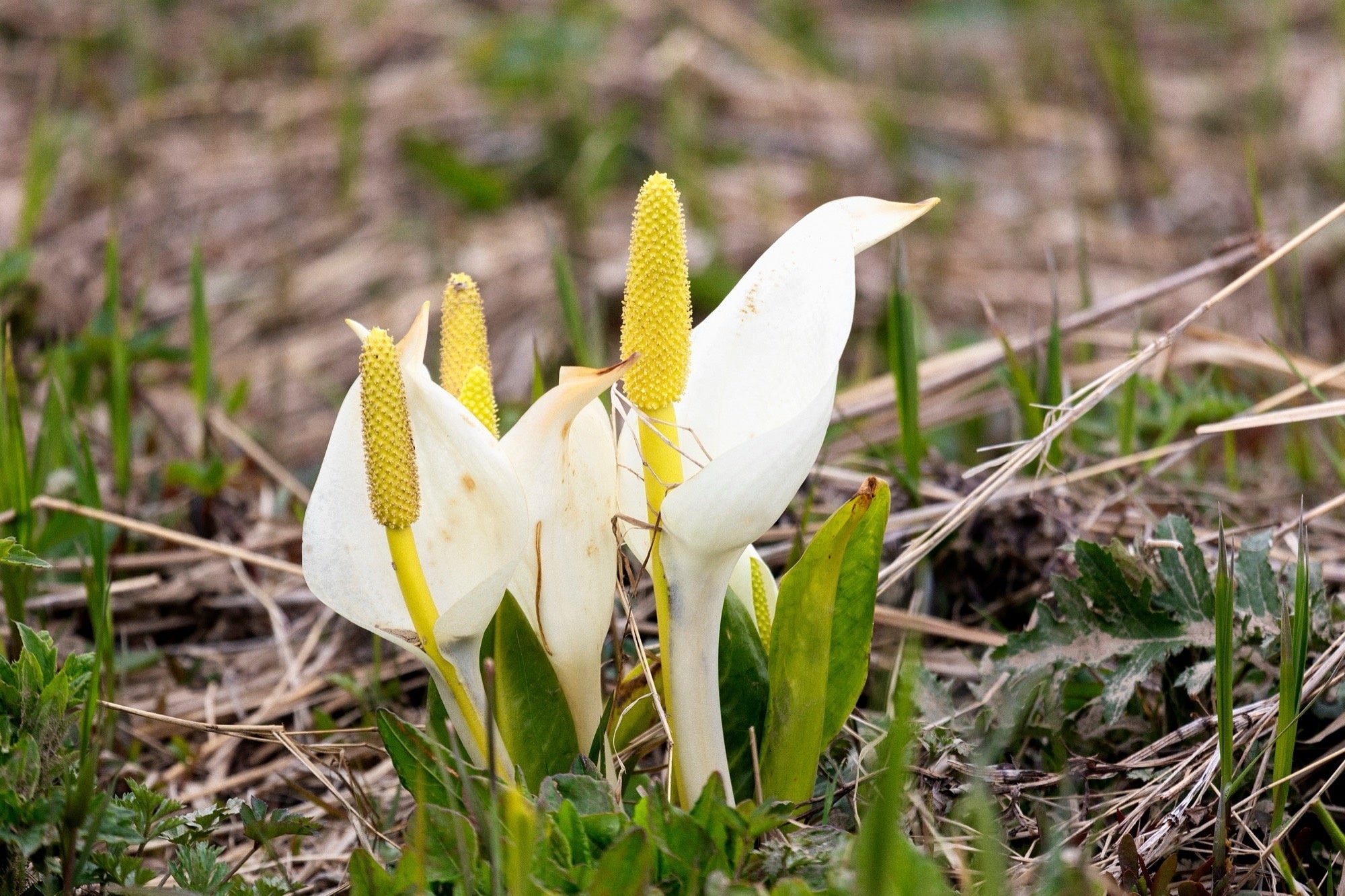 Lysichiton camtschatcensis