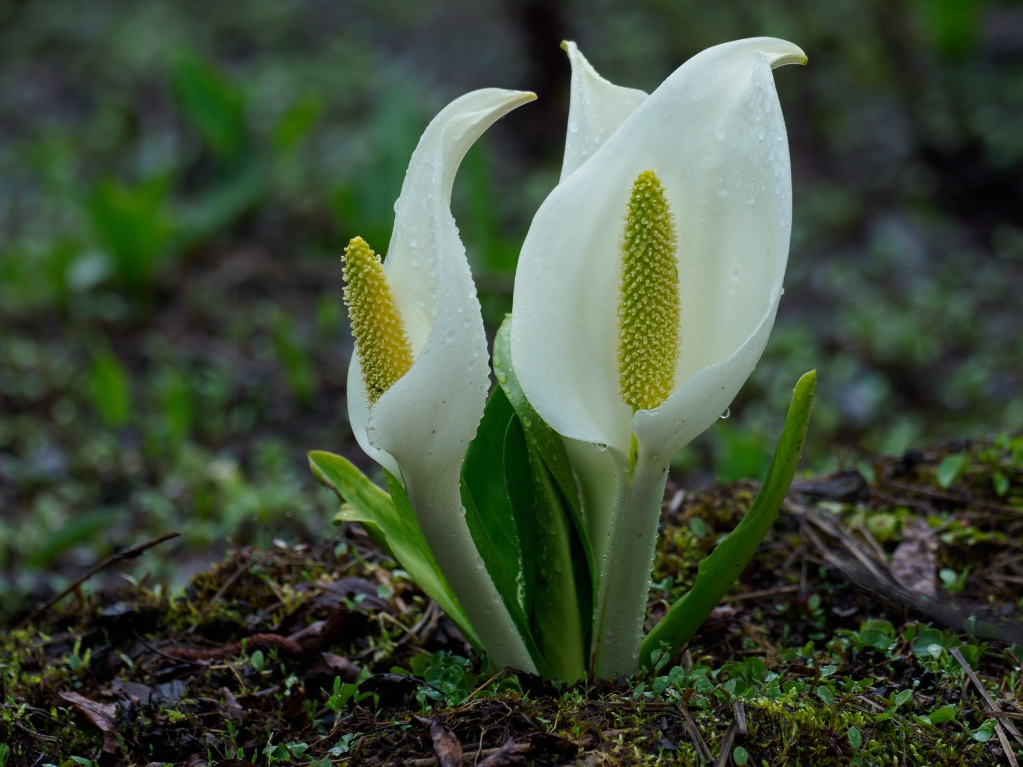 Lysichiton camtschatcensis