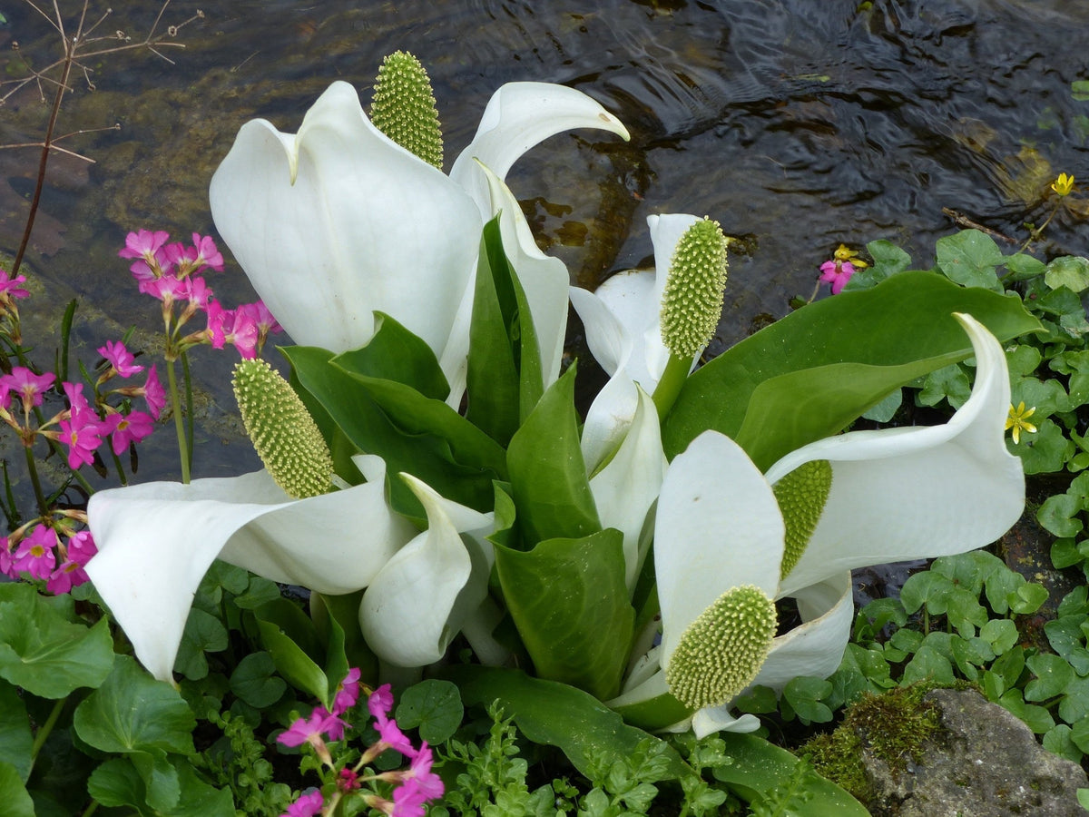 Lysichiton camtschatcensis