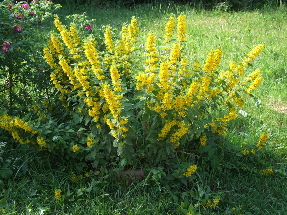 Lysimachia vulgaris
