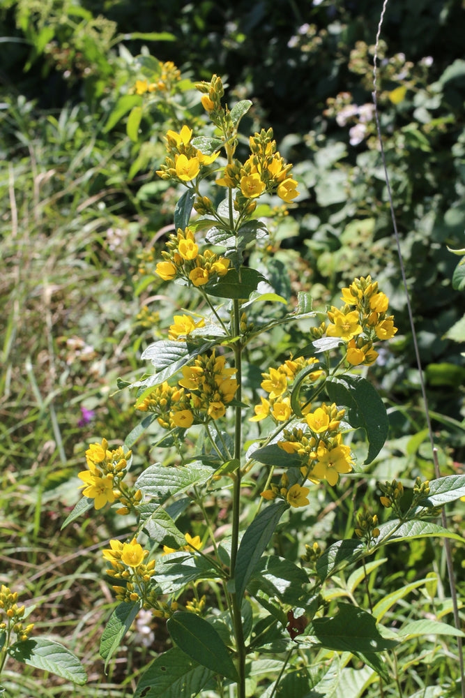 Lysimachia vulgaris