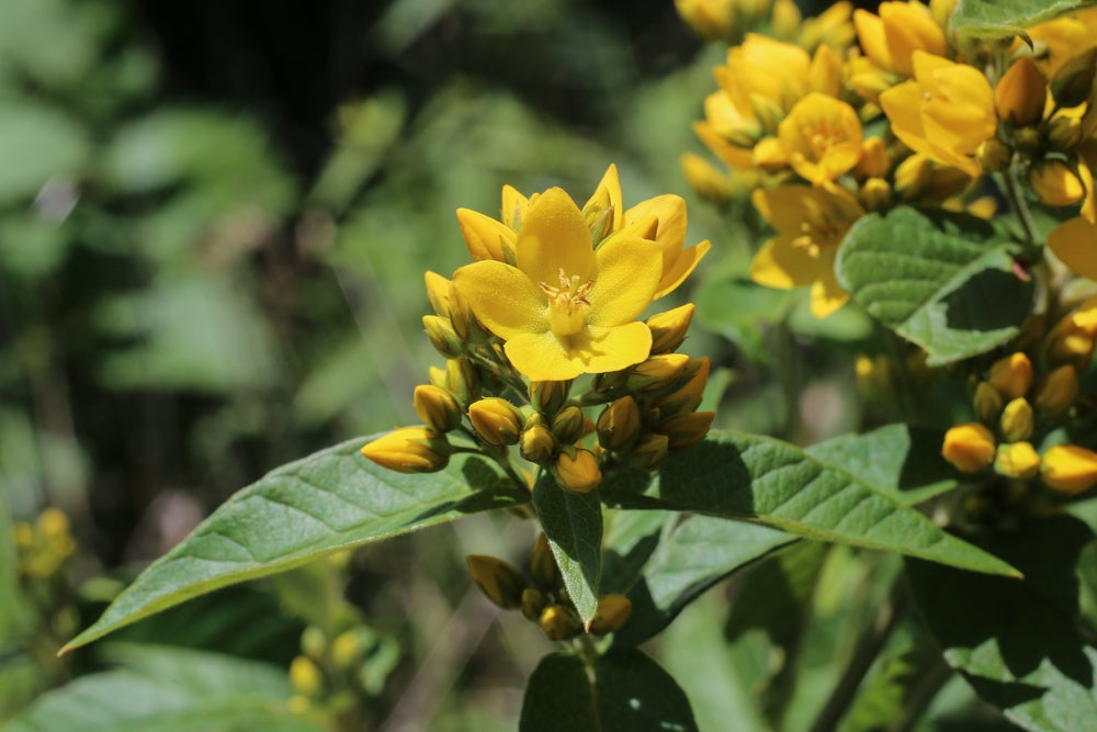 Lysimachia vulgaris