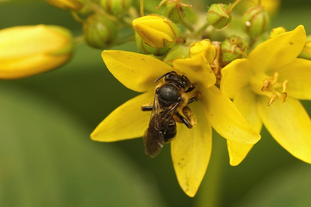Lysimachia vulgaris