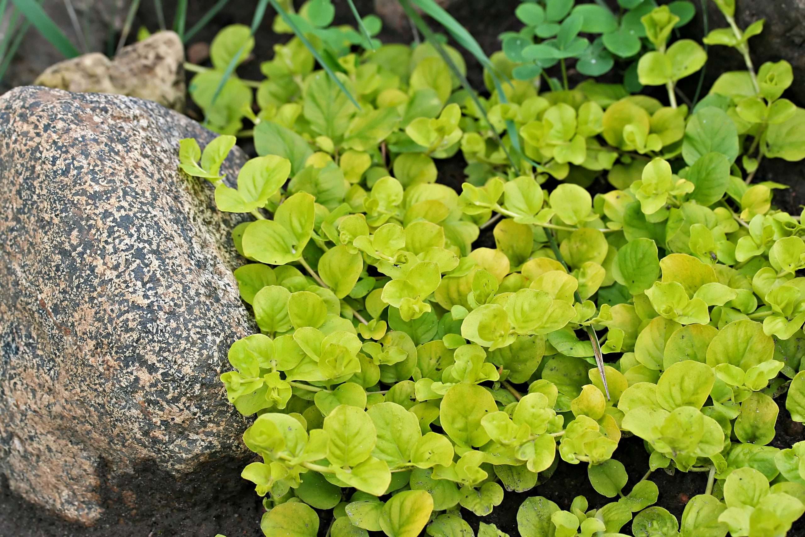 Lysimachia nummularia aurea