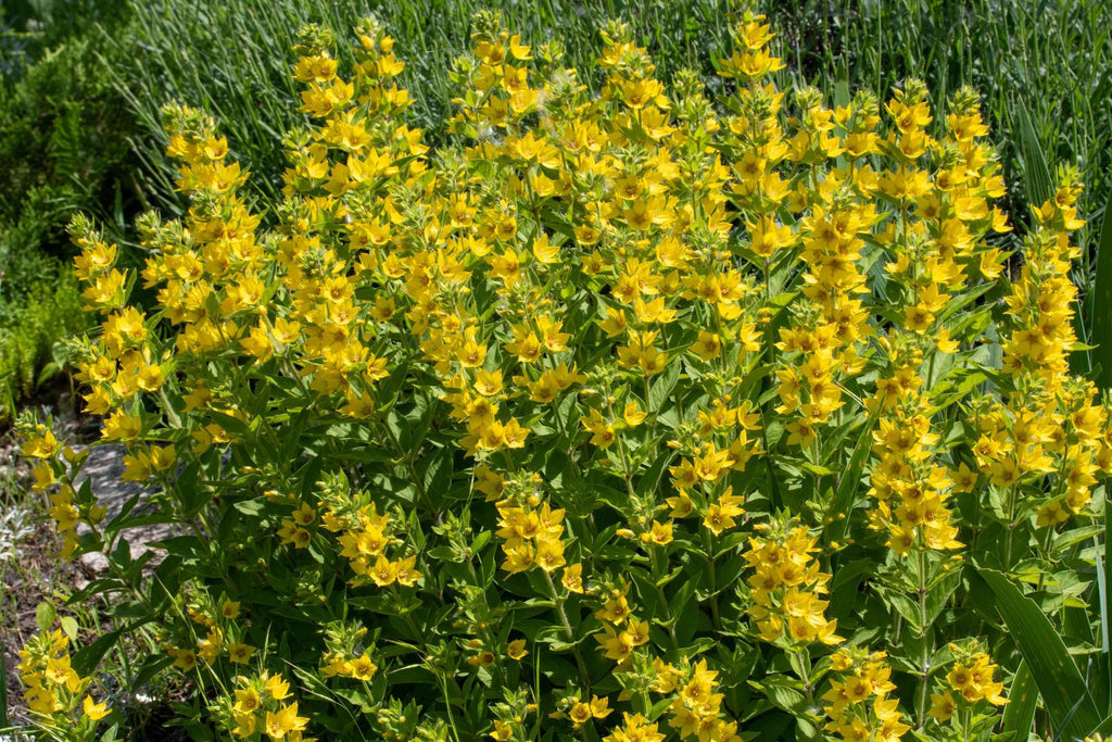 Lysimachia punctata 'Alexander'