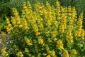Lysimachia punctata 'Alexander'
