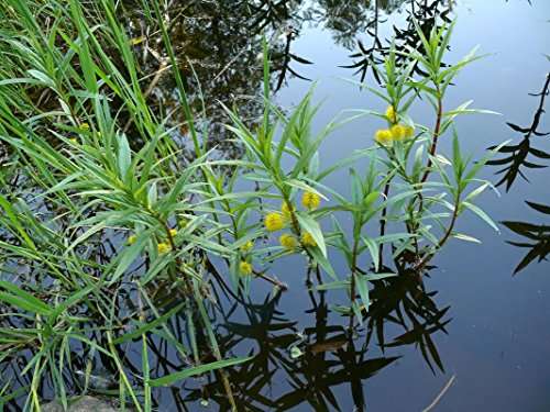 Lysimachia thyrsiflora