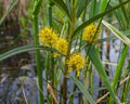 Lysimachia thyrsiflora