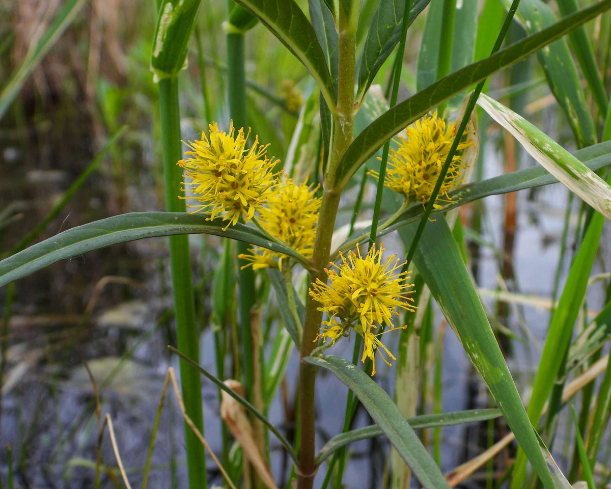 Lysimachia thyrsiflora