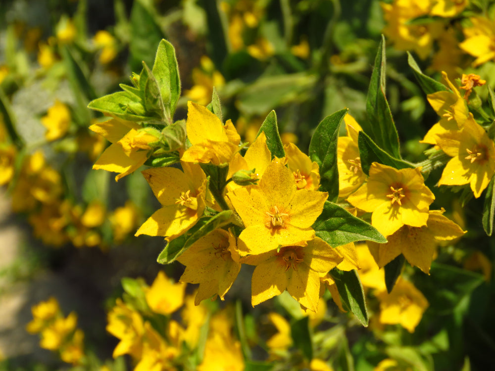 Lysimachia nummularia
