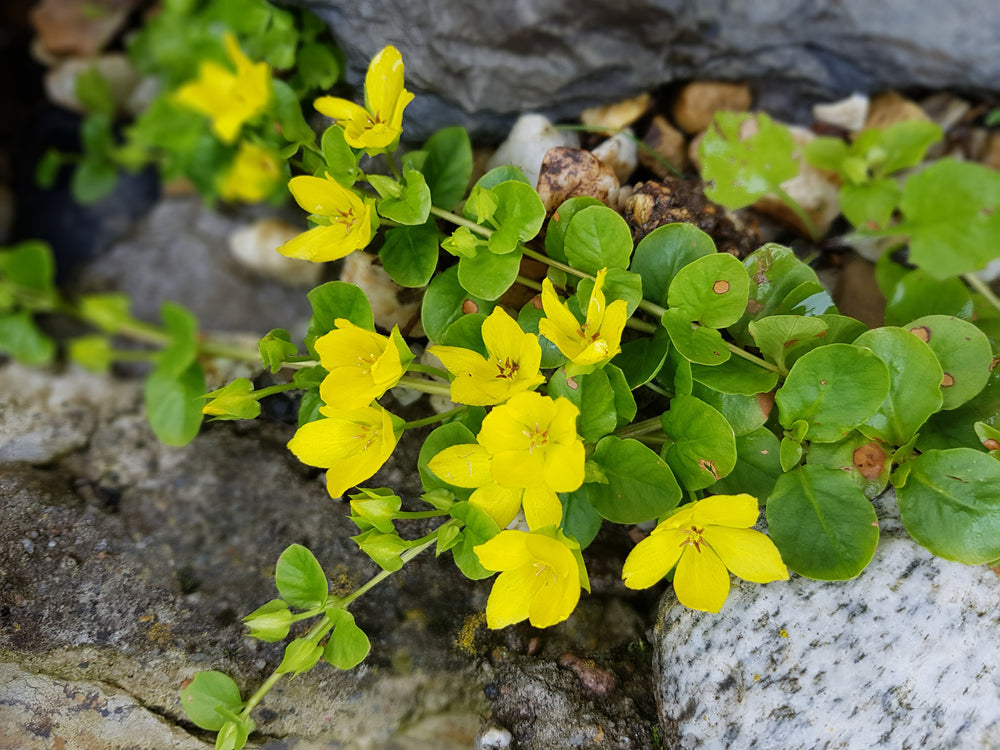 Lysimachia nummularia