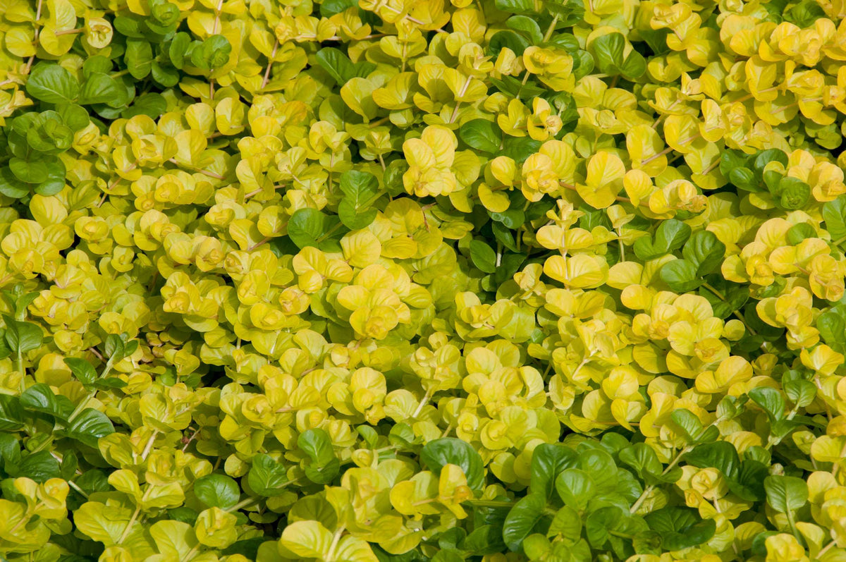 Lysimachia nummularia aurea