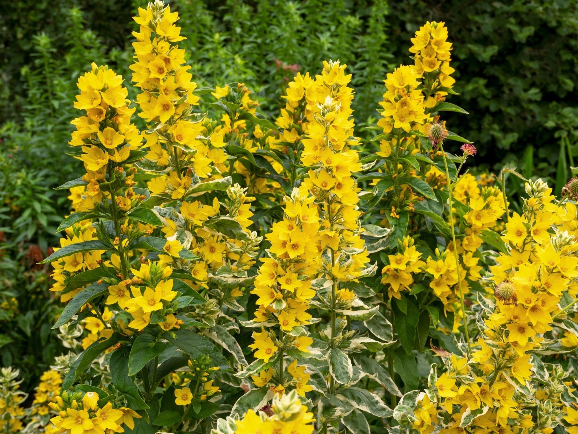 Lysimachia punctata