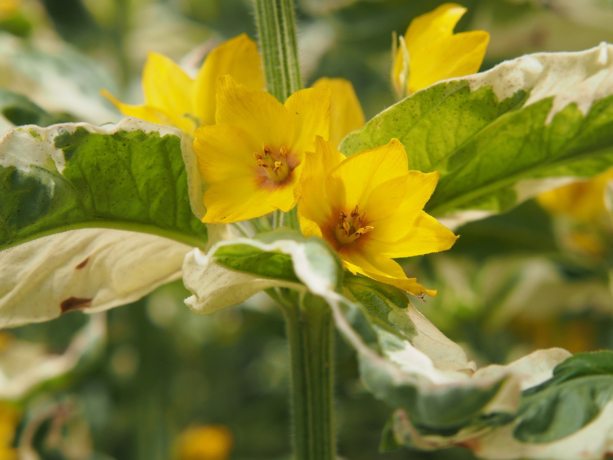 Lysimachia punctata