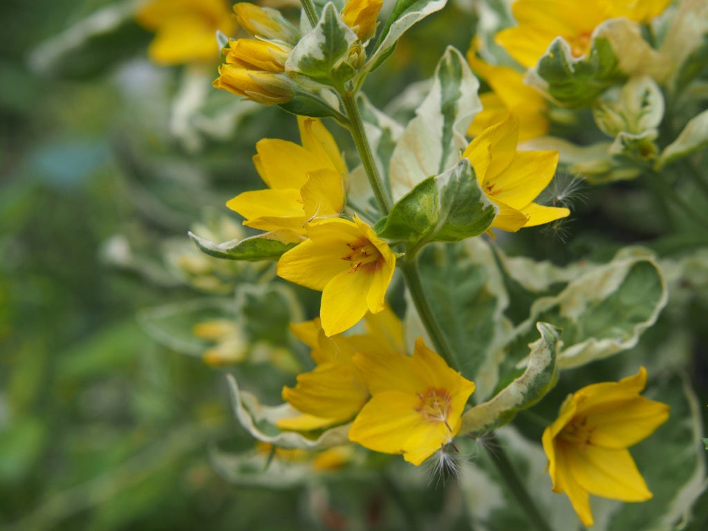Lysimachia punctata