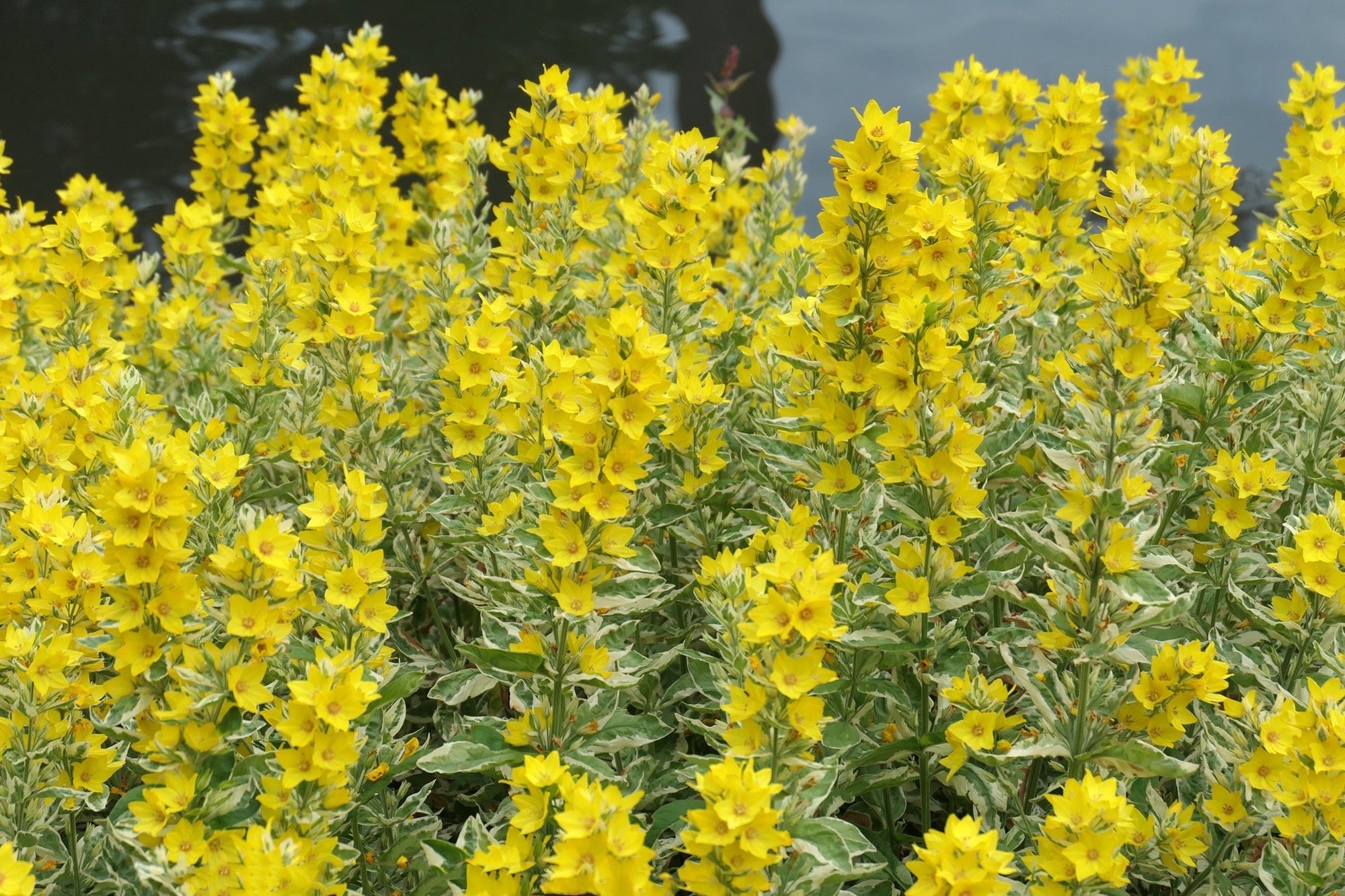 Lysimachia punctata