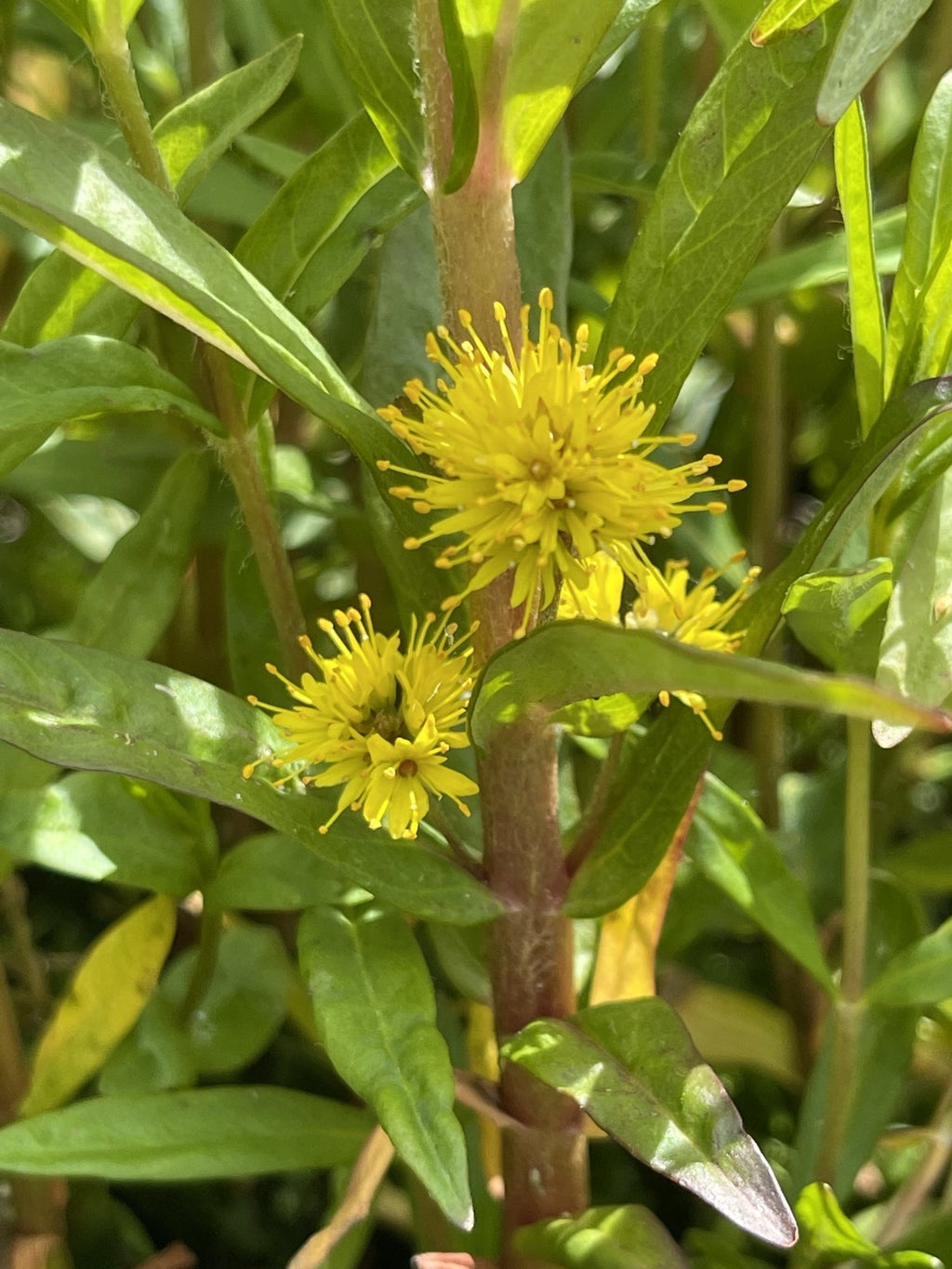 Lysimachia thyrsiflora